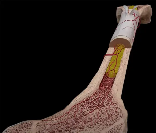 What are the Best 3D Anatomy Apps and Why (Free and paid)? A Review