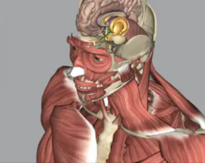 What are the Best 3D Anatomy Apps and Why (Free and paid)? A Review