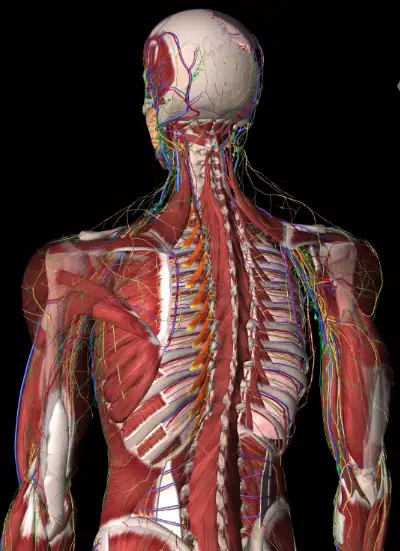 What are the Best 3D Anatomy Apps and Why (Free and paid)? A Review